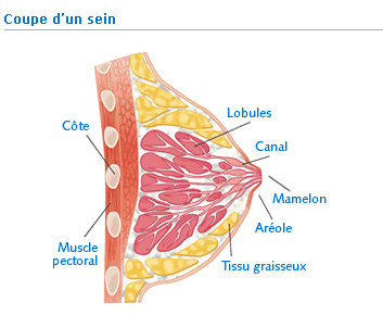 Anatomie du sein